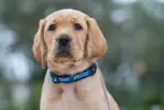 Buddy Image