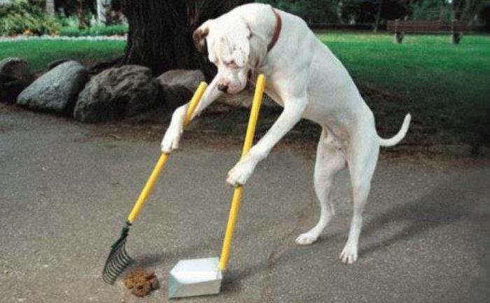 Dog Poop Clean Up